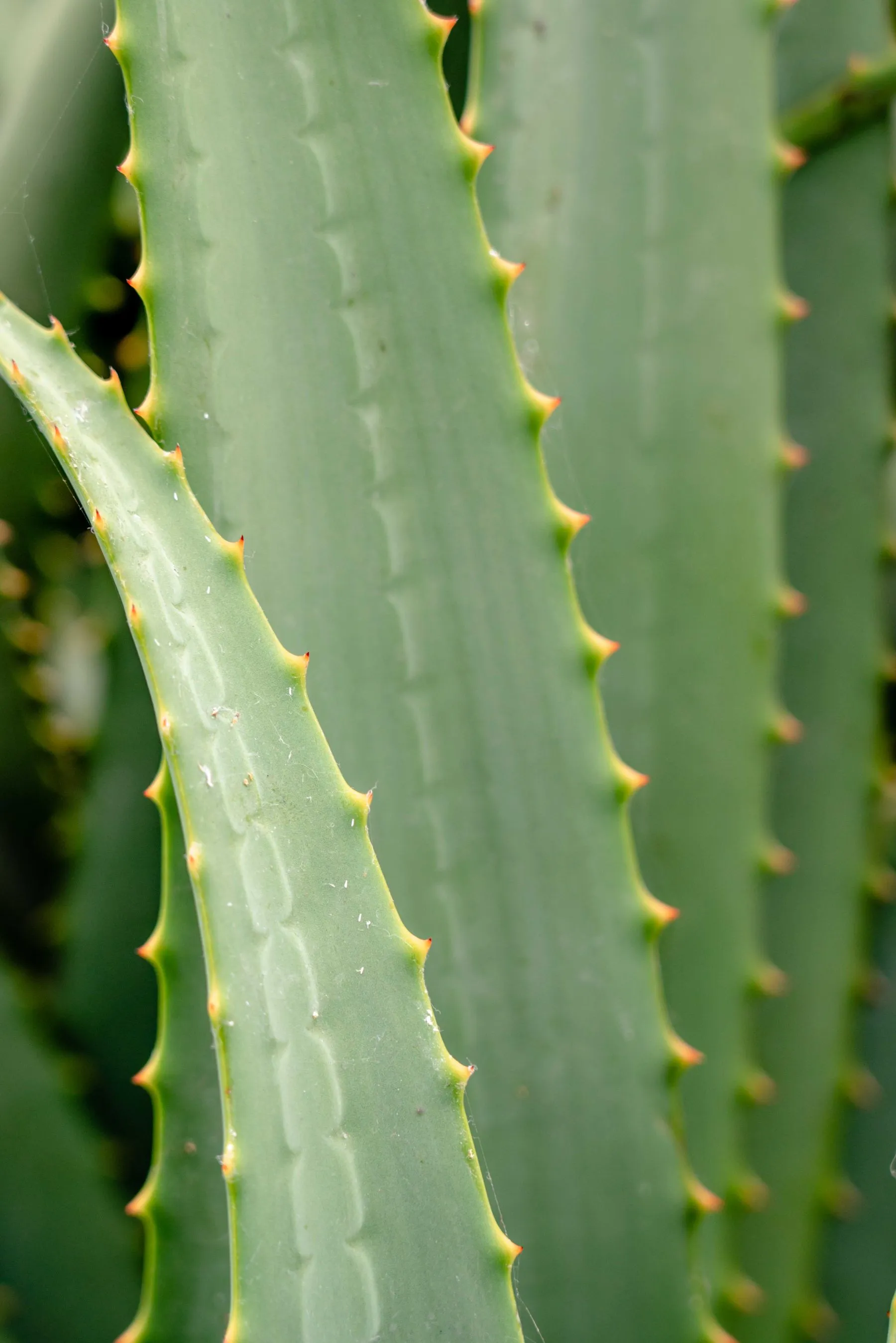 Feuilles d'aloe vera en gros plan
